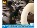 今年欧洲极寒 北欧海鸟嘴已被冻住！恐被饿死 (57播放)